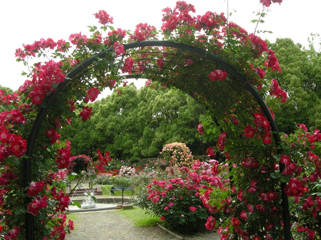     an arch of roses _e0091445_1241185.jpg