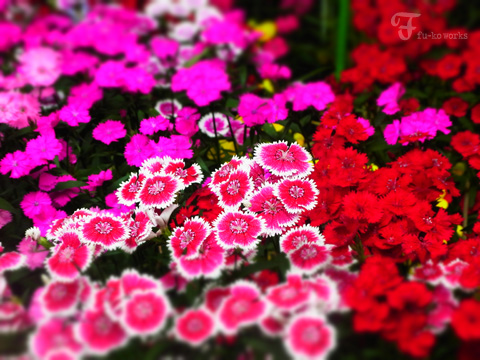 おやこえんそく。_d0227246_10594393.jpg