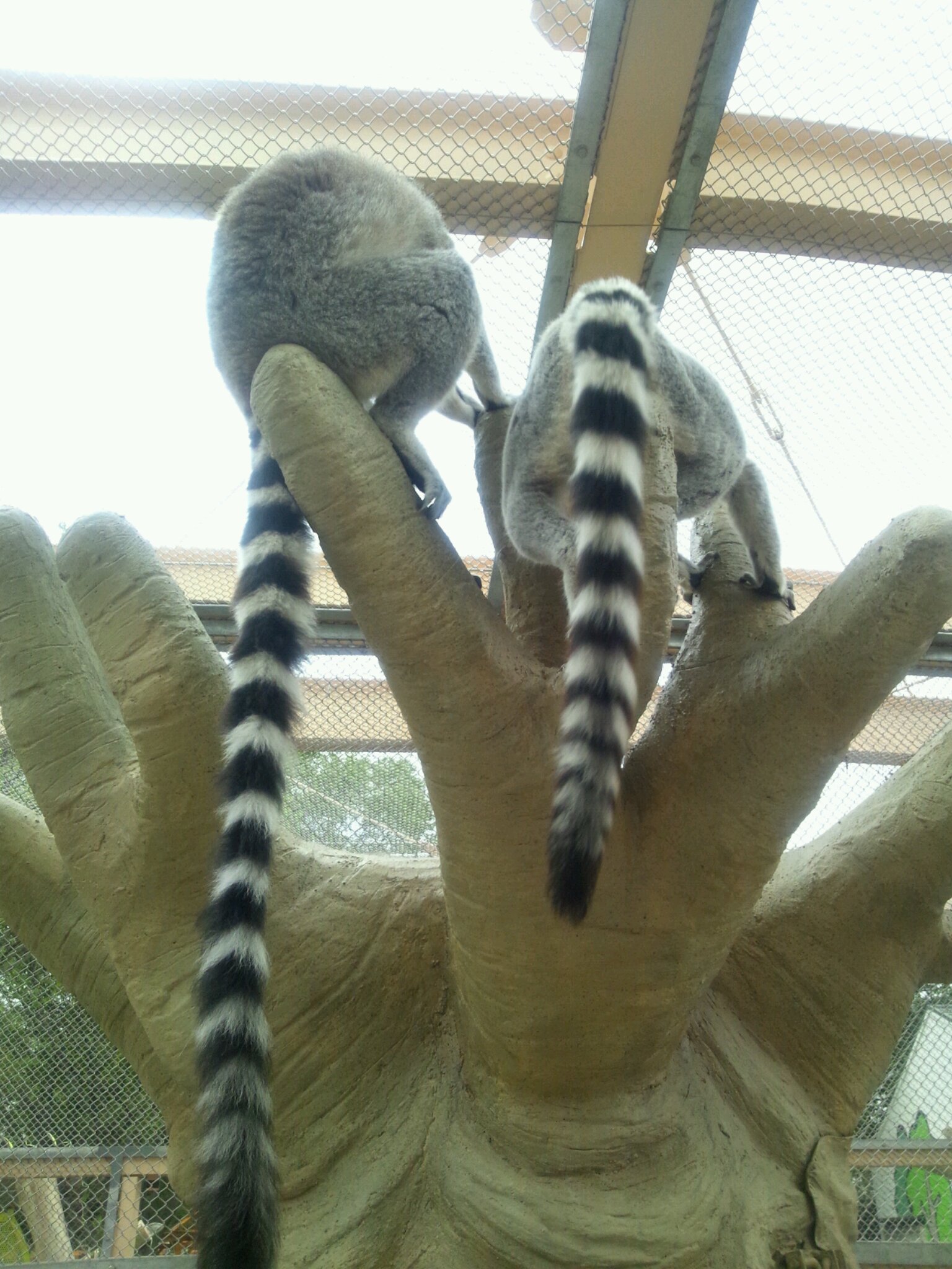 東武動物公園のキングジュリアン達 V Blog Of Y S