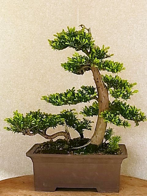 一位寄せ植え芽摘み前 盆栽亭 英樹 一位寄せ植え芽摘み前 盆栽亭 英樹