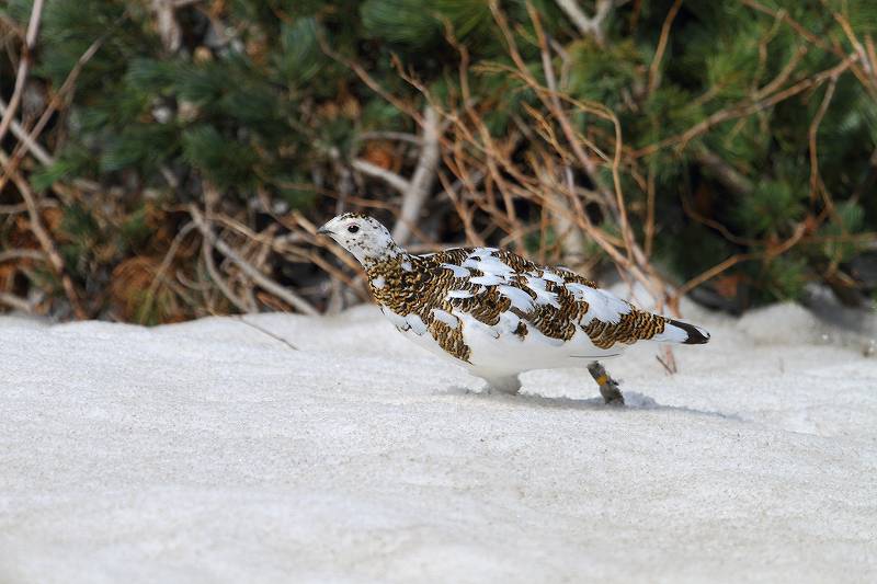 残雪の中の雷鳥_f0044056_825185.jpg