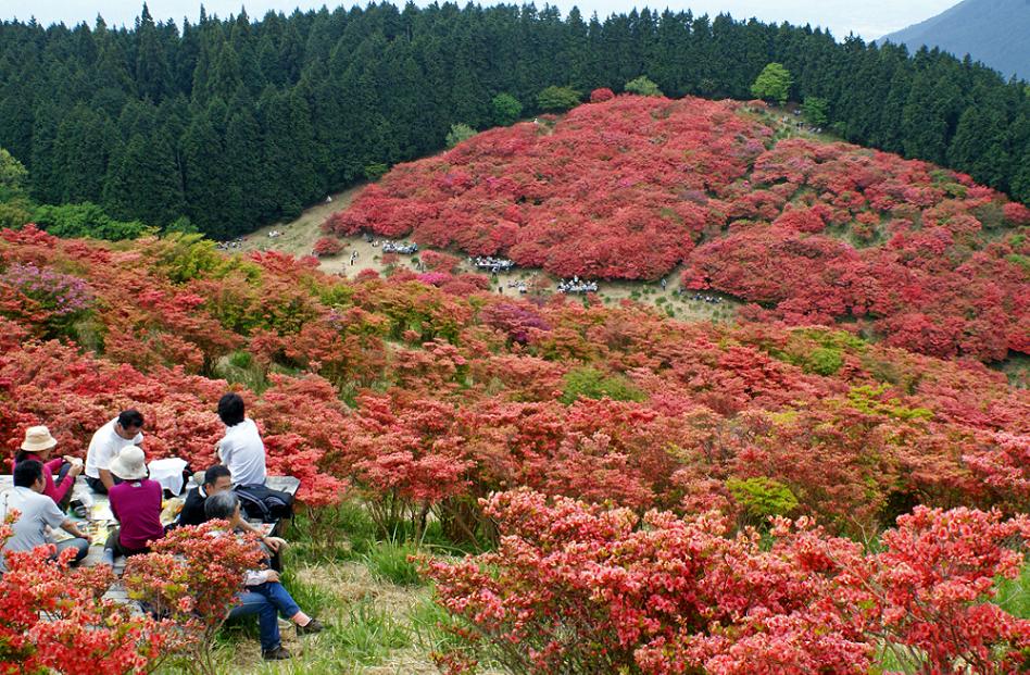 山肌を染める真っ赤なつつじの絨毯　大和葛城山_b0063958_2249426.jpg