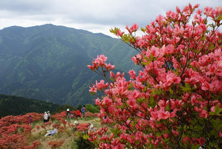 山肌を染める真っ赤なつつじの絨毯　大和葛城山_b0063958_22515689.jpg