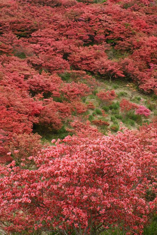 山肌を染める真っ赤なつつじの絨毯　大和葛城山_b0063958_22522431.jpg