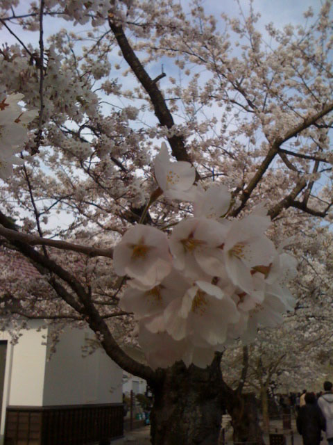 桜 from 福島県会津若松市_d0045159_2053403.jpg