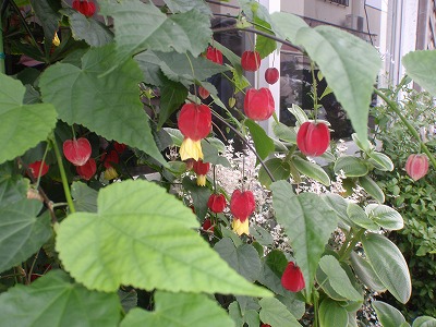 梅雨時の花①_c0180460_23331337.jpg