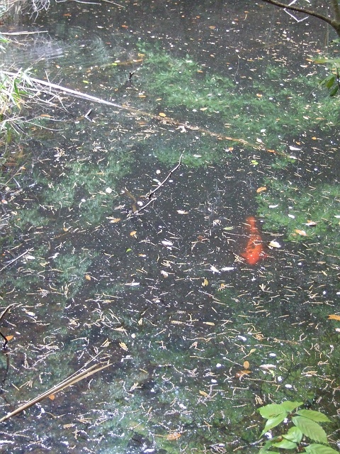 船越　水分神社　その3　御神体の石、神水池_b0095061_1011114.jpg