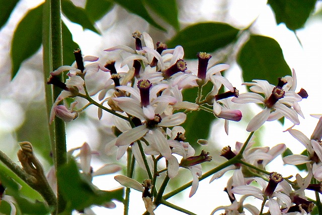 栴檀（せんだん）の花_a0148866_0191446.jpg