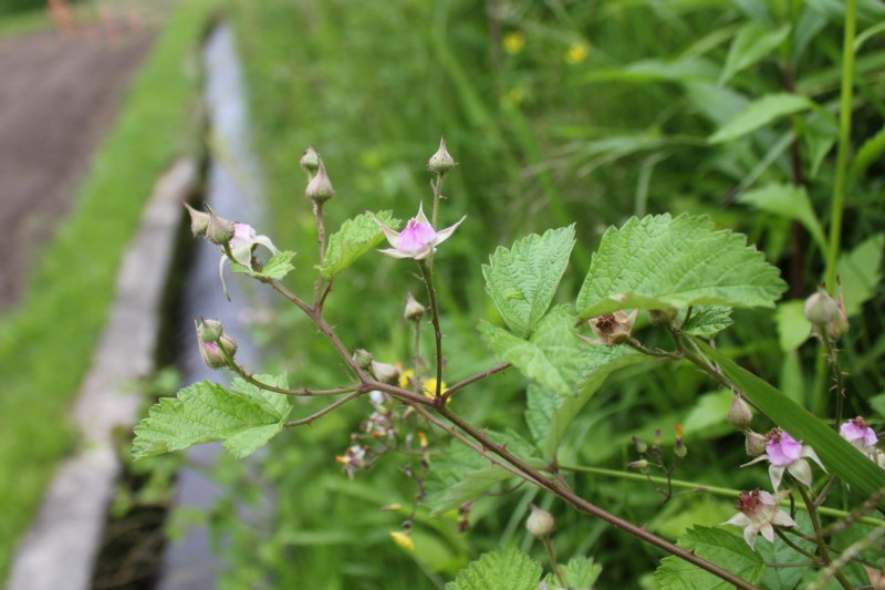 アヤメの花_a0183666_93162.jpg