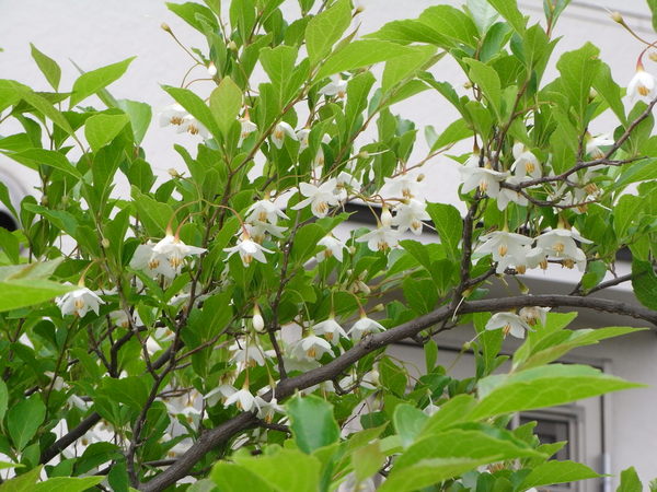 b0194267_16263193.jpg