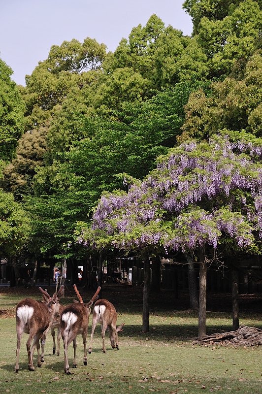 奈良公園の藤　（２）_f0067667_6402042.jpg