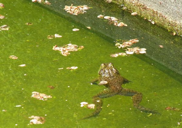 京都府立植物園 ウシガエル Ninペディア