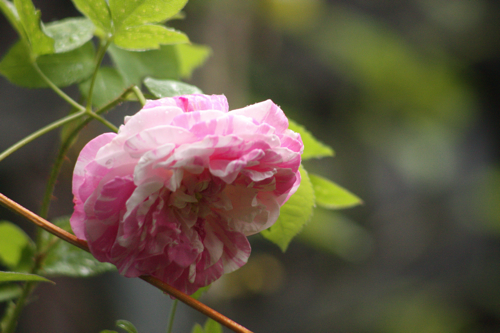 ＊Village Maid(Rosa Centifolia Variegata)_f0052869_21372914.jpg