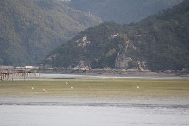 遂に出現。緑の干潟!_e0175370_11291155.jpg