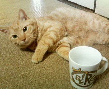 Lovely Cat with the BERG MUG_a0138674_1542560.jpg