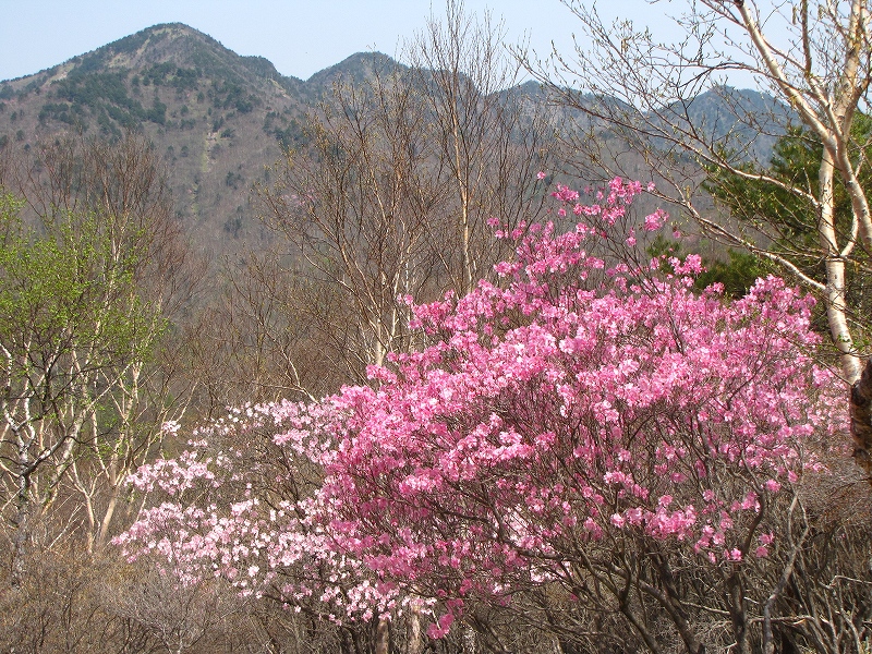 5月21日（土）　小丸山（小袈裟）♪_a0191674_1555153.jpg