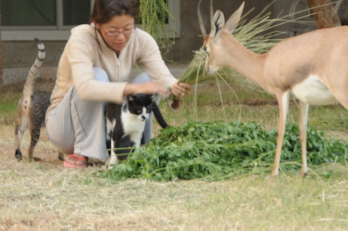 母さんvs猫ズ その2_e0066474_17538100.jpg