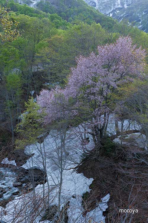 雨飾高原の山桜_c0085877_7162062.jpg