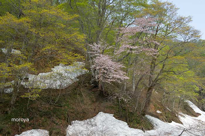 雨飾高原の山桜_c0085877_7162934.jpg