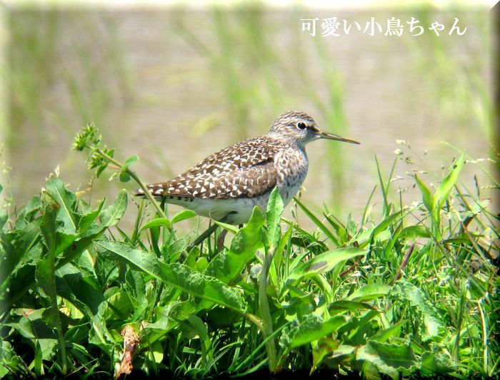 タカブシギちゃんです。_e0018678_17285826.jpg