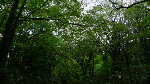 雨の若杉原生林_e0024081_1916179.jpg