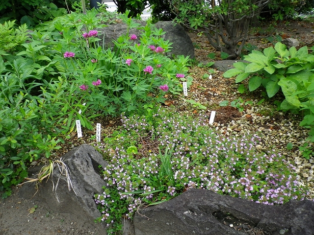 c0212083_1111358.jpg