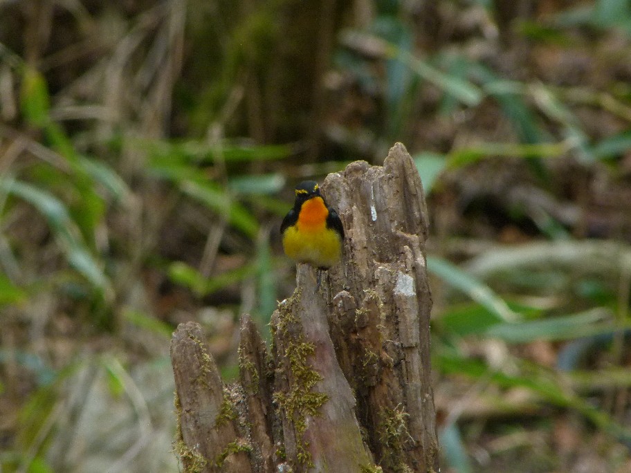 鳴き声も綺麗なキビタキ_f0201084_19432122.jpg