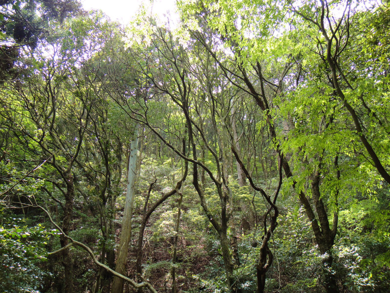 2011/05/15 丹生山系縦走路トレイルセッション_b0220886_21572671.jpg