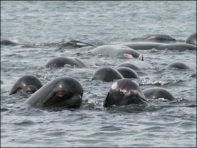 ゴンドウクジラ１００頭が座礁。_b0228988_2341356.jpg