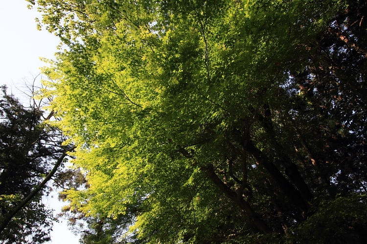 大田神社_e0051888_20103214.jpg
