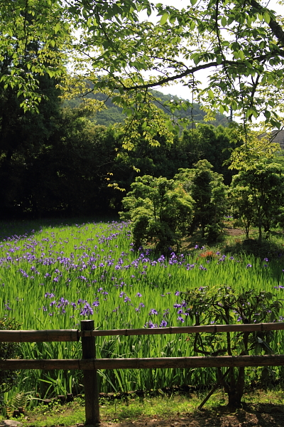 大田神社_e0051888_20113375.jpg