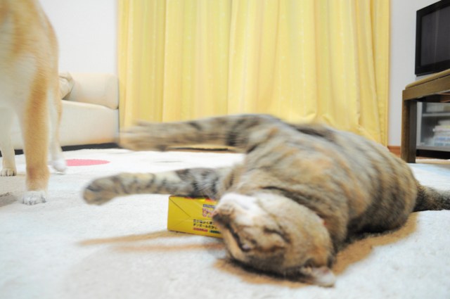 つーちゃんが酔っぱらった!?_a0126590_22333853.jpg