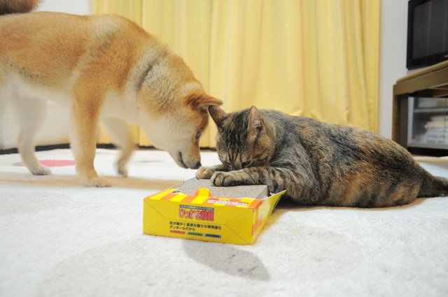 つーちゃんが酔っぱらった!?_a0126590_2251466.jpg