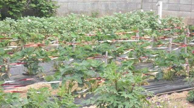 花達が元気をくれました・・・・(85)_d0181492_1031845.jpg