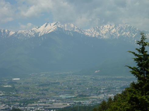 そろそろ池田町のカミツレ満開！！_c0099395_13423954.jpg