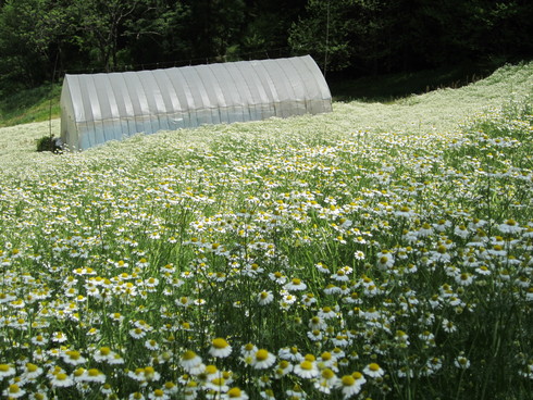 そろそろ池田町のカミツレ満開！！_c0099395_141119.jpg