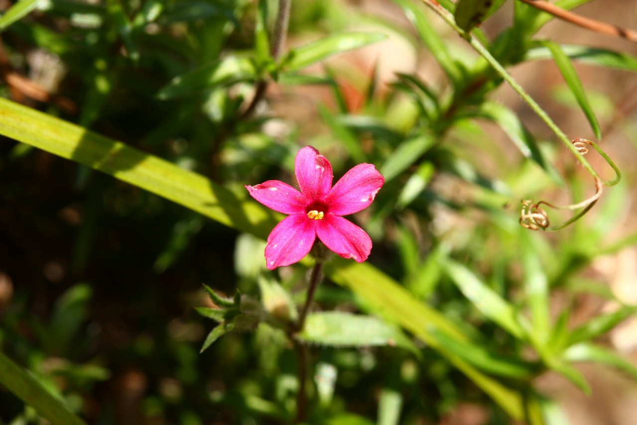 【遠征先の花達】_e0167295_23103623.jpg