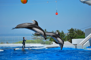 恐竜動物園＆イルカショー♪_f0136098_0274942.jpg