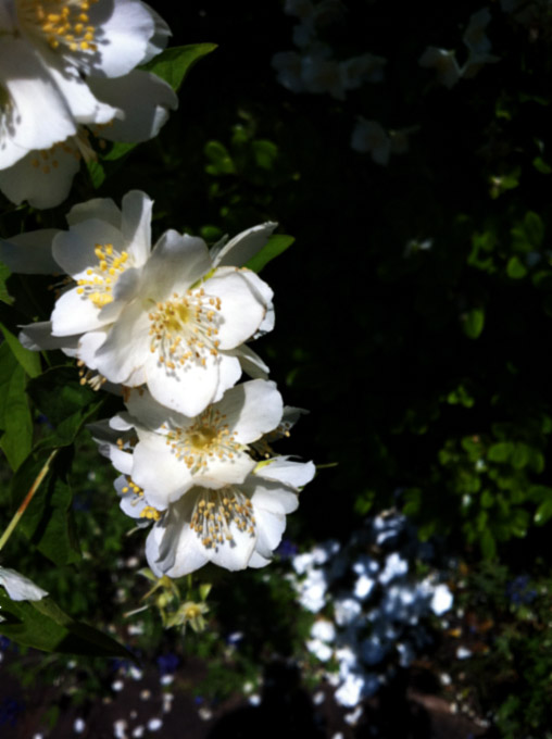 wild-flower garden * _d0116400_21213095.jpg