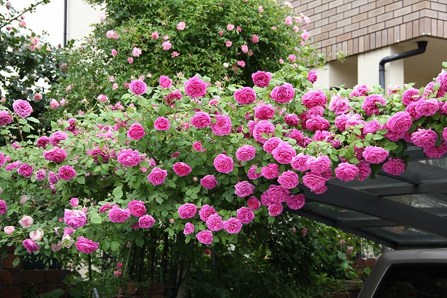 a0123003_654977.jpg