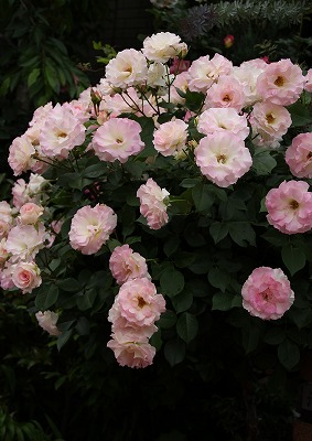 a0123003_6594681.jpg