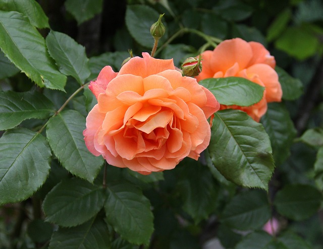 a0123003_71290.jpg