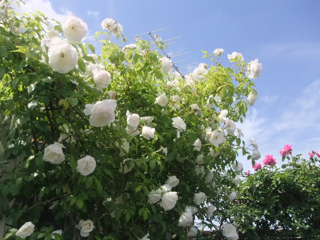 c0162404_23201618.jpg