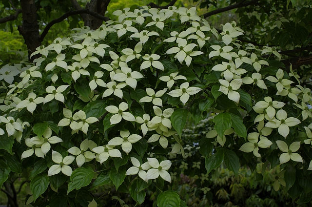 c0156908_734151.jpg
