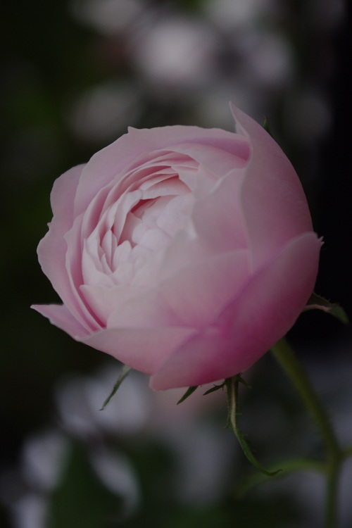 c0147909_7341328.jpg