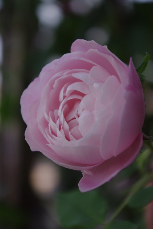 c0147909_7345649.jpg