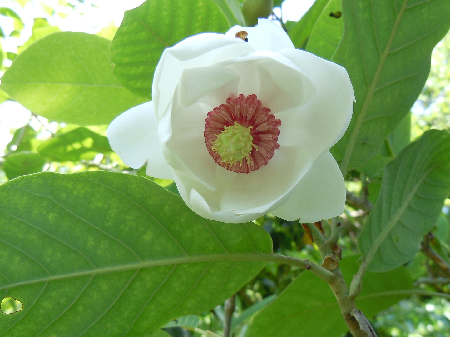 オオヤマレンゲ 大山蓮華 が咲いた 椿壽菴だより