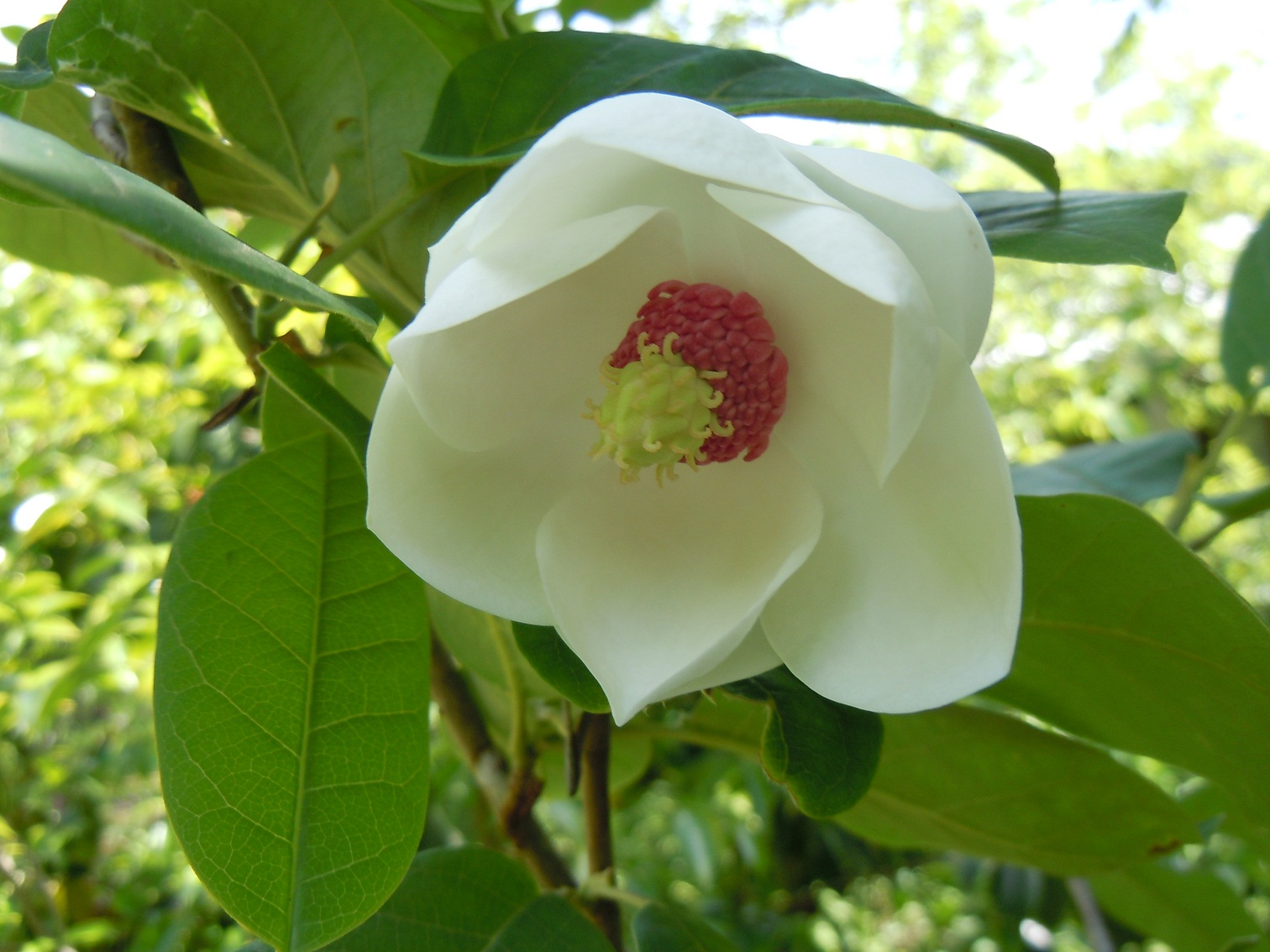 オオヤマレンゲ 大山蓮華 が咲いた 椿壽菴だより