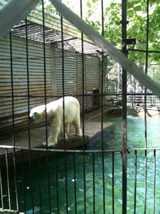 ベルリン動物園、ロシアのロストフ動物園よりホッキョクグマを入手か?_a0151913_21222993.jpg