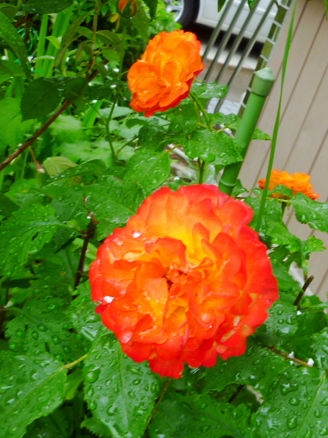 d0170615_10362726.jpg